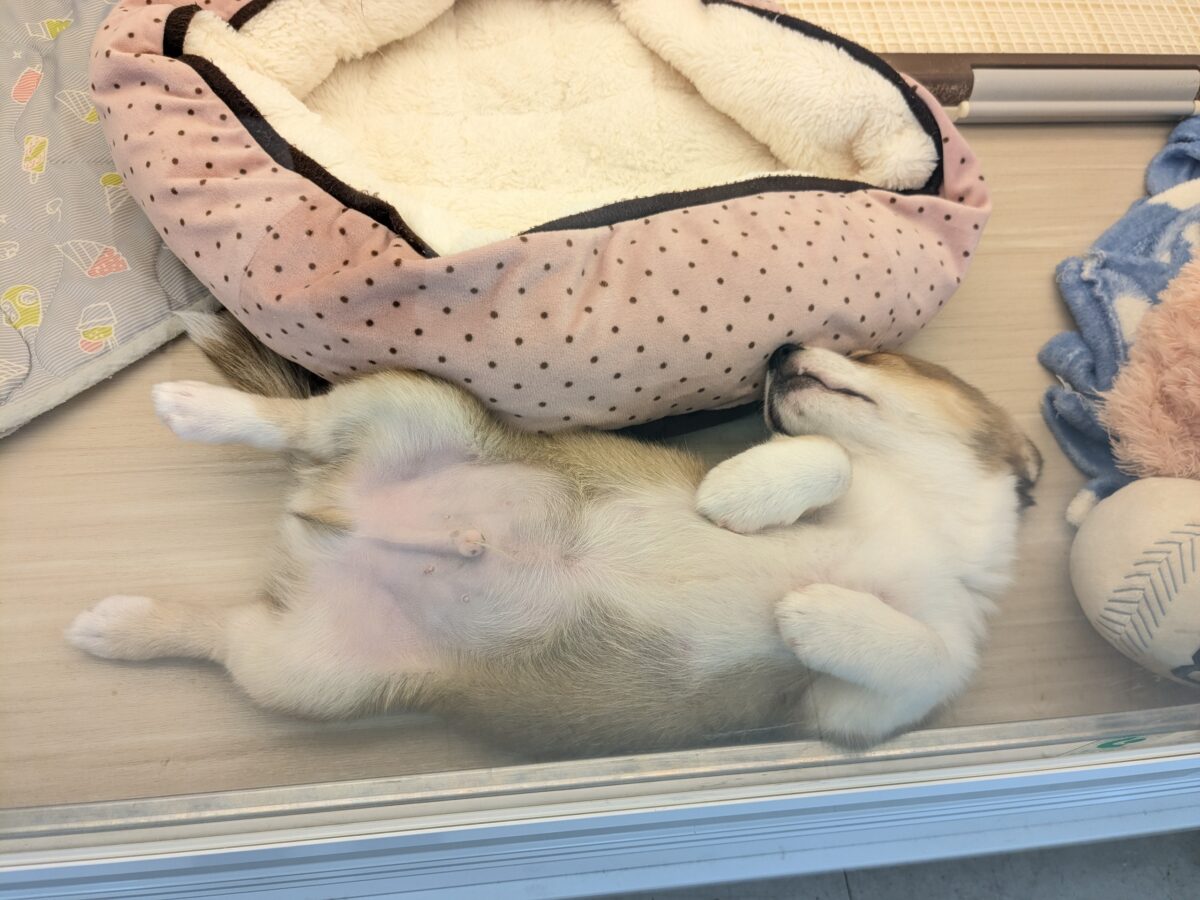 チワコー