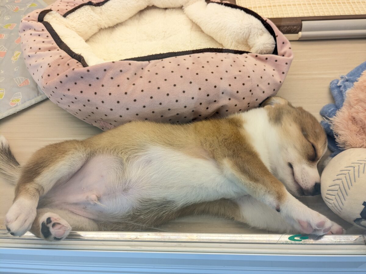 チワコー