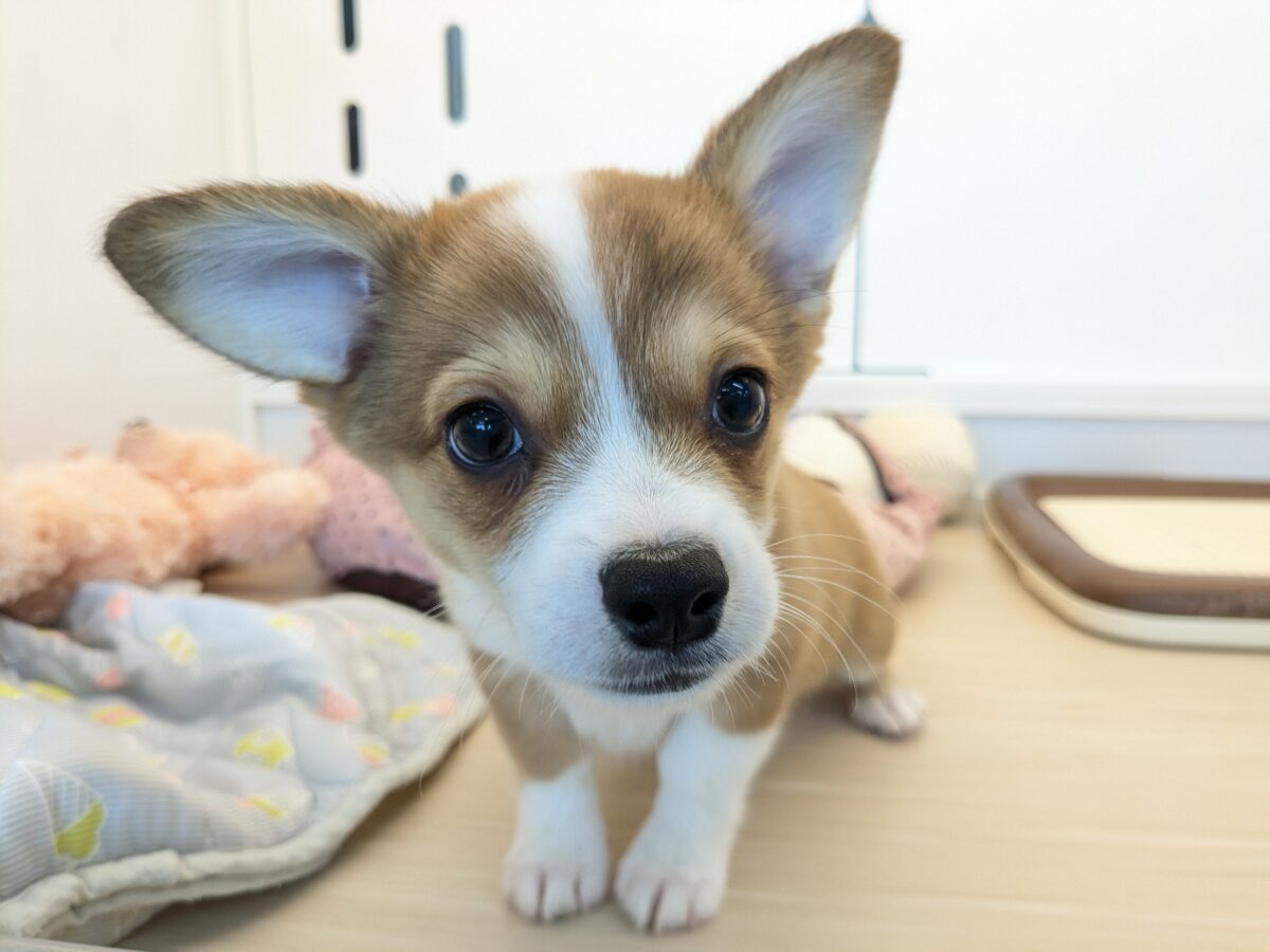 最新画像更新！！ボクのパパとママを当ててみて💗？　ハーフ犬（チワワ×コーギー）の男のコ💙　2026/8/25撮影