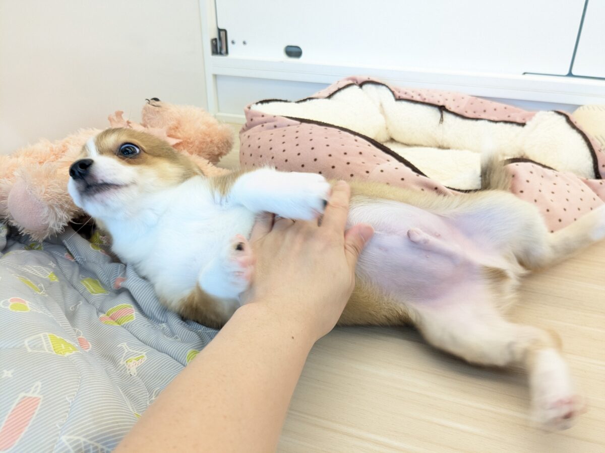 チワコー