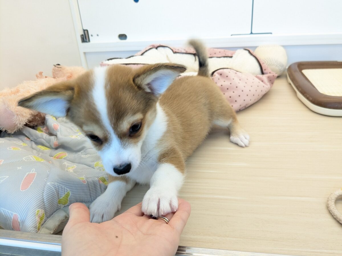 チワコー