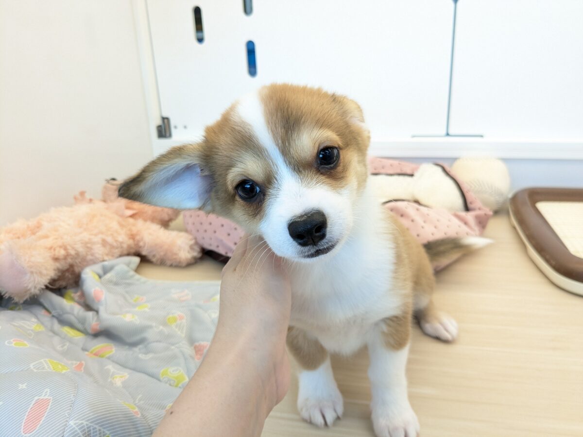 チワコー