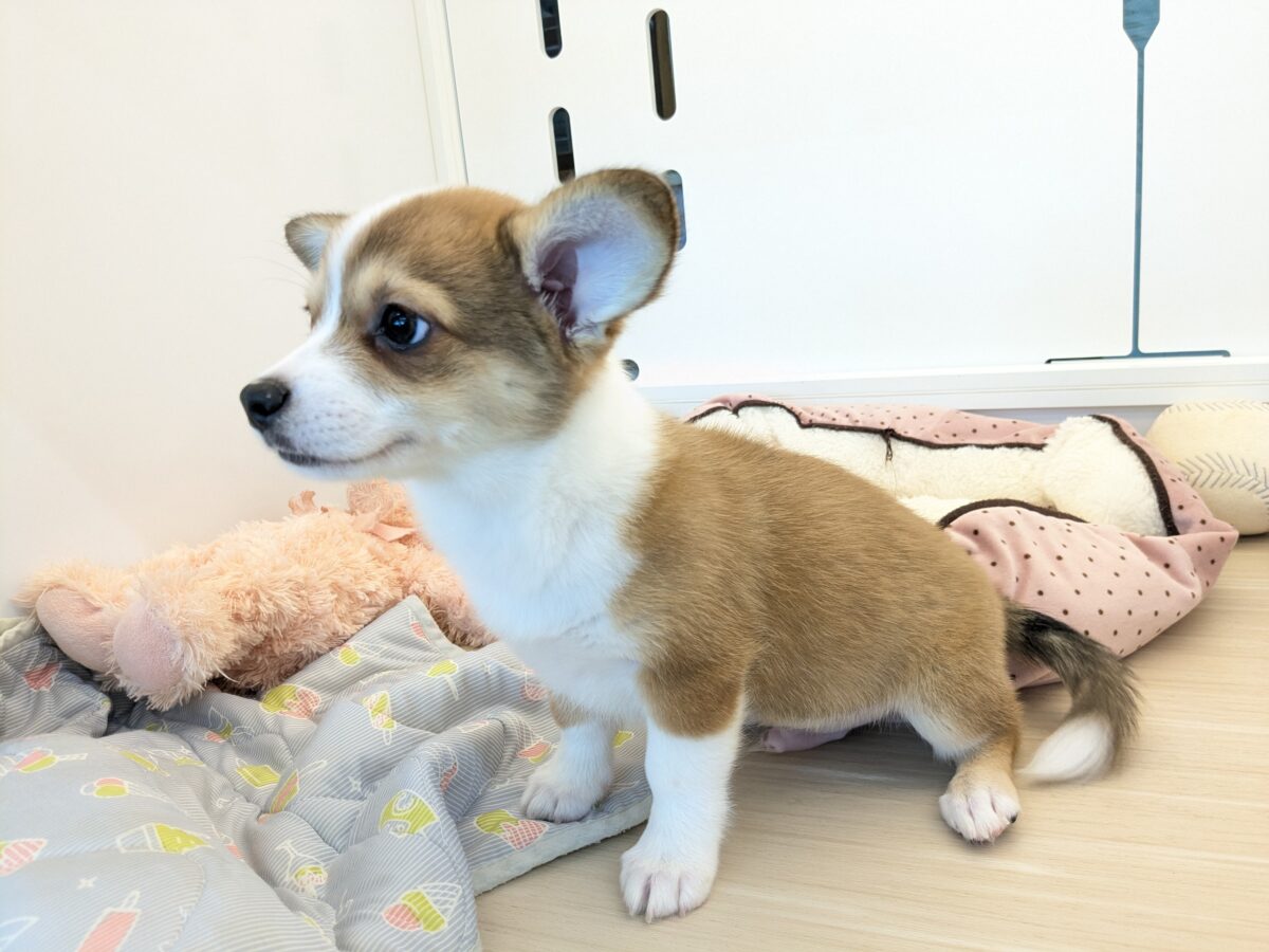 チワコー