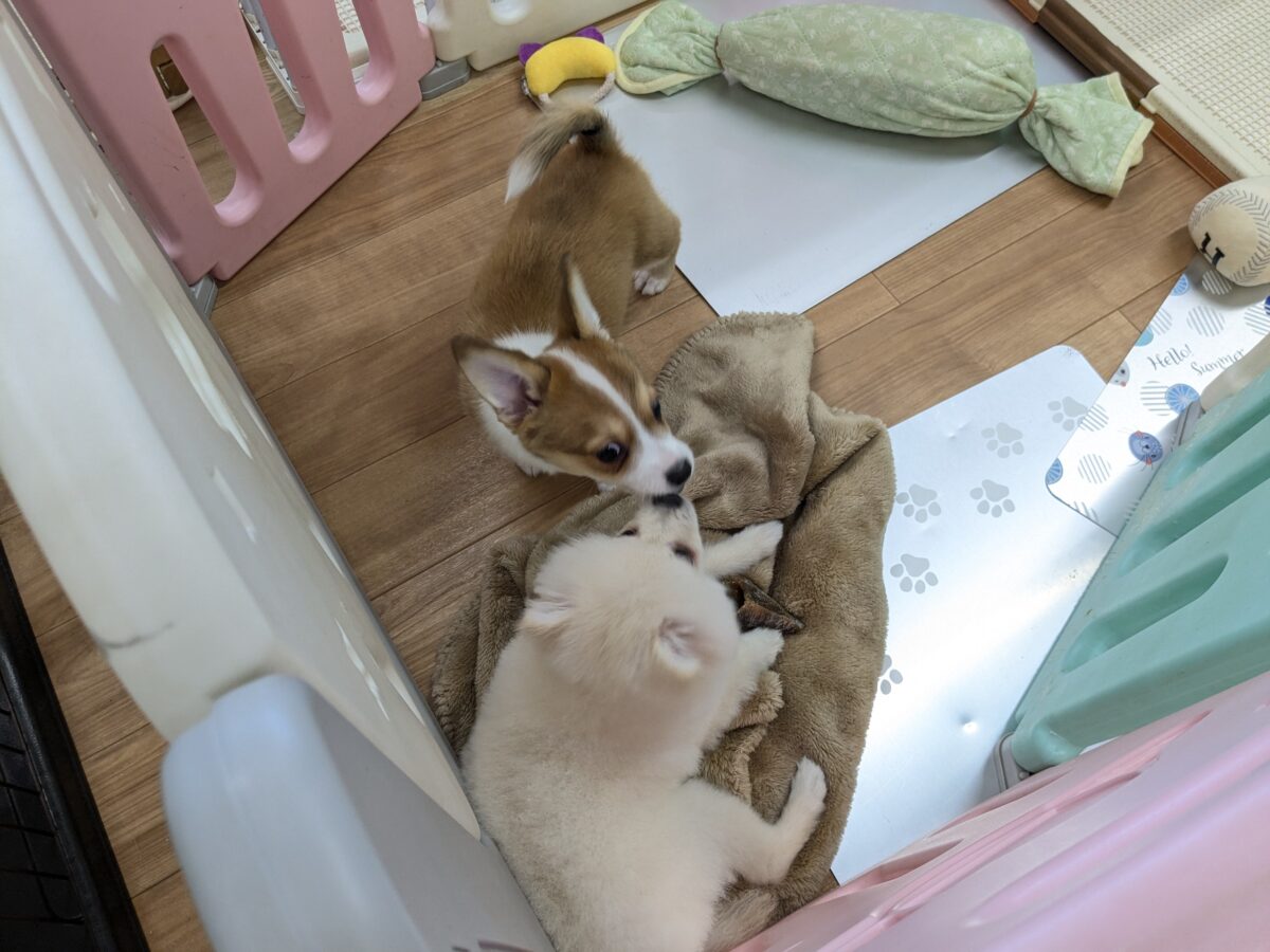 チワコー