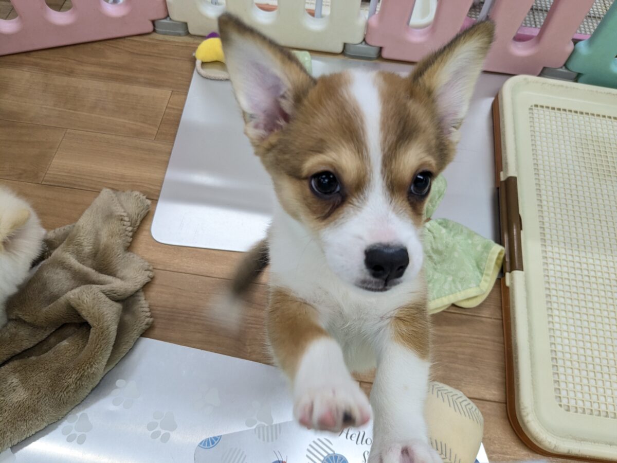 チワコー
