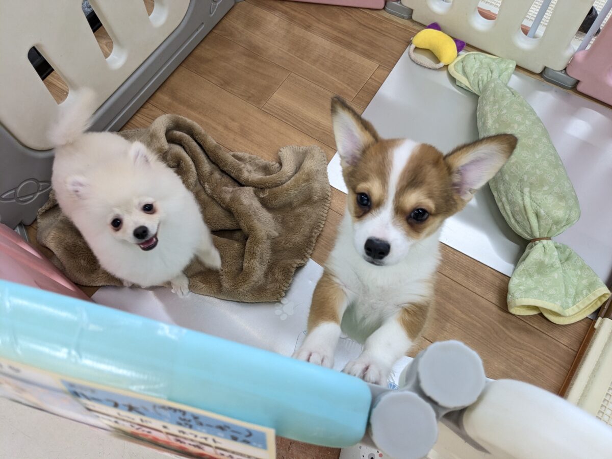 チワコー