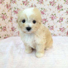 ふっわふわ癒し系ガール💗　ハーフ犬（マルチーズ×トイプードル）の女のコ　2026/8/26撮影