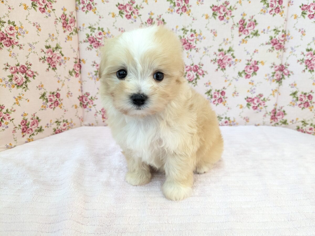ふっわふわ癒し系ガール💗　ハーフ犬（マルチーズ×トイプードル）の女のコ　2026/8/26撮影