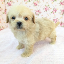 ちまっと可愛いおやゆび姫💗　ハーフ犬（チワワ×トイプードル）の女のコ　2026/8/26撮影