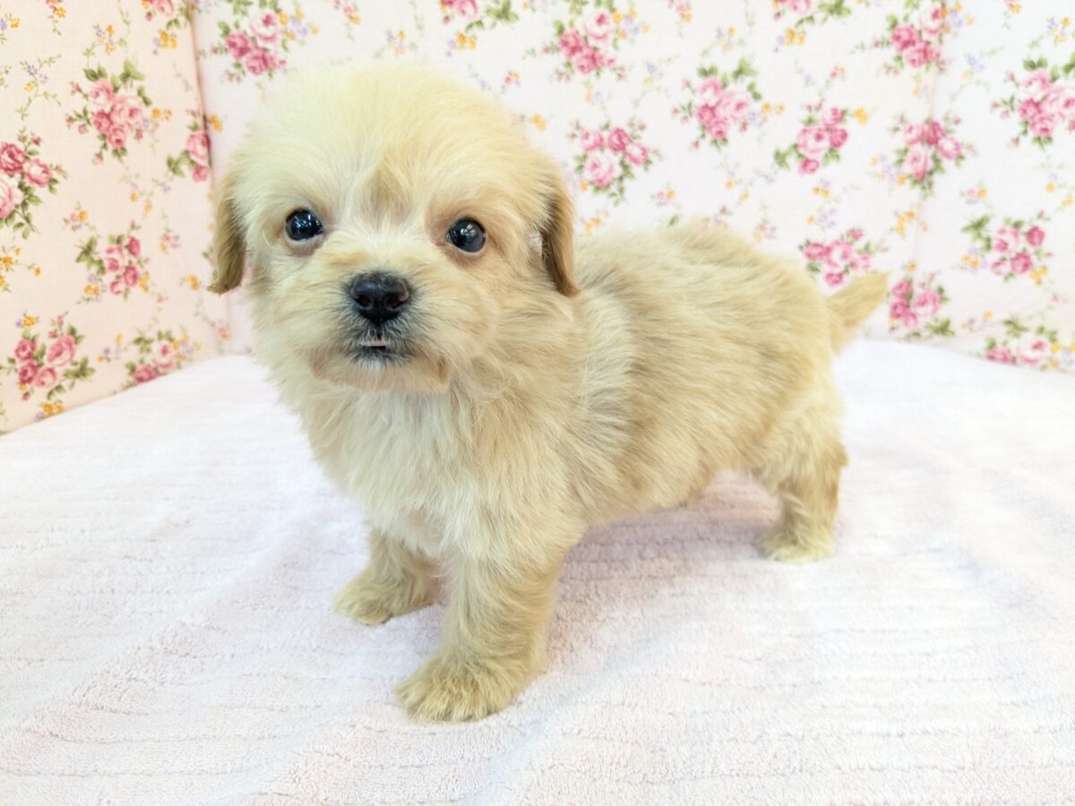 ちまっと可愛いおやゆび姫💗　ハーフ犬（チワワ×トイプードル）の女のコ　2026/8/26撮影