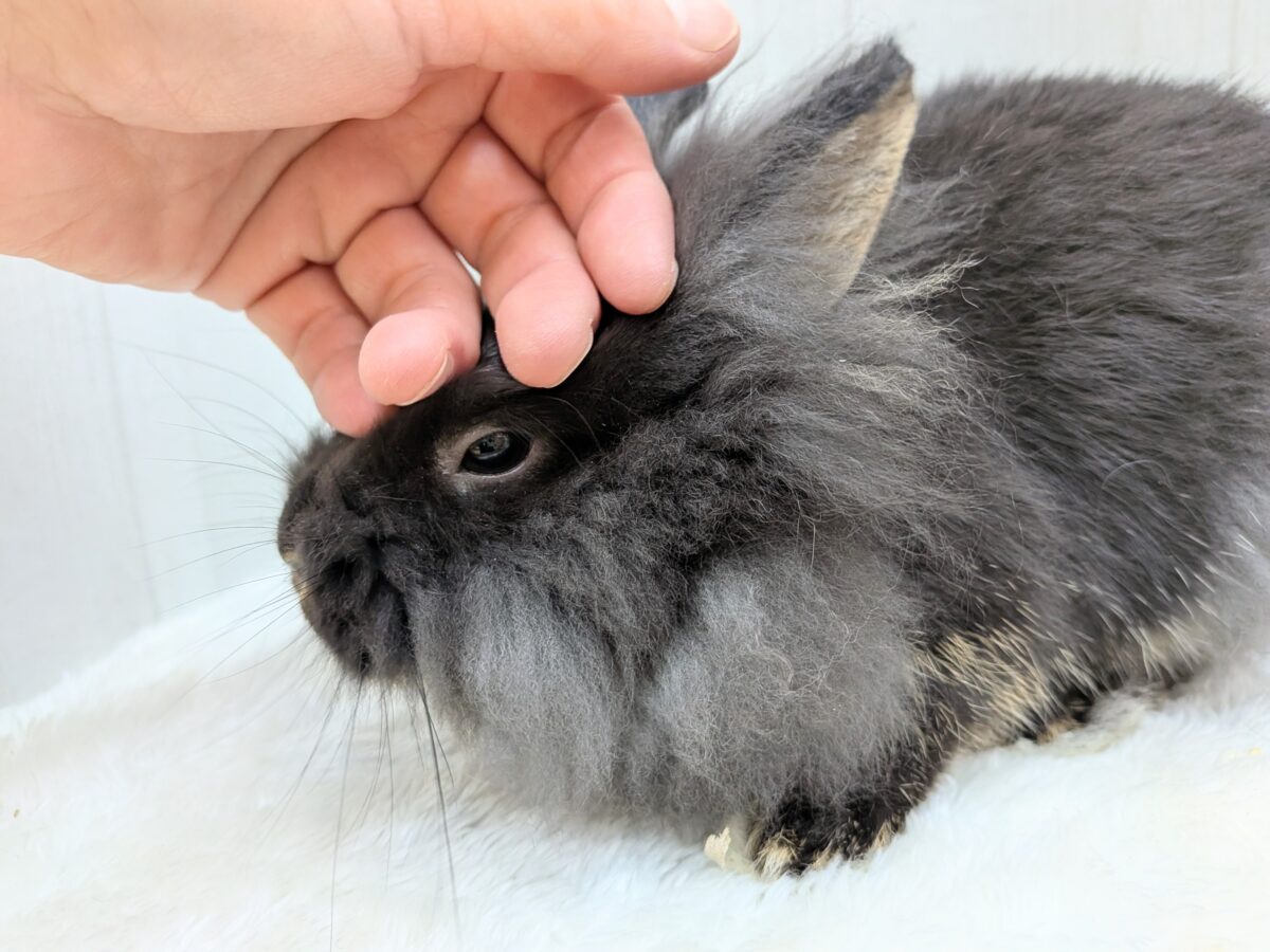 最新画像あります!どの角度から見ても激メロです😍😍もふもふなライオンラビット‼️ ライオンラビット