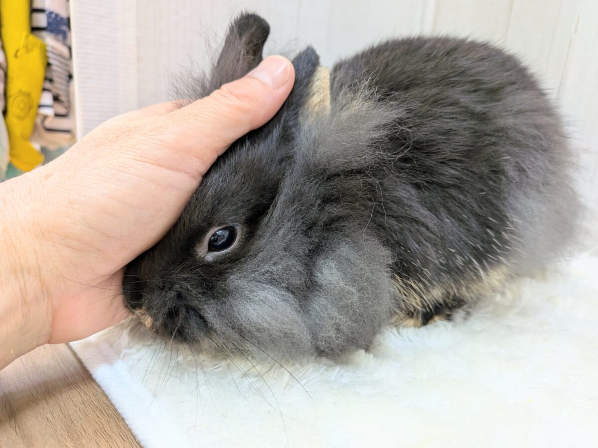最新画像あります!どの角度から見ても激メロです😍😍もふもふなライオンラビット‼️ ライオンラビット