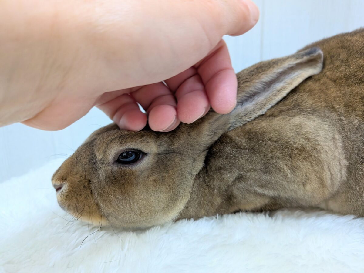 ミニレッキス