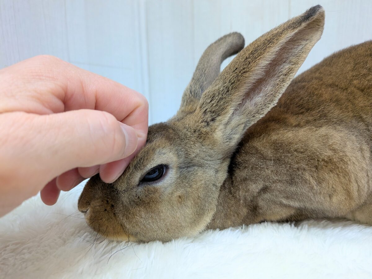 ミニレッキス