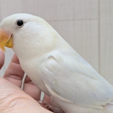 コザクラインコ（小桜インコ） の販売一覧| 千葉県・栃木県・神奈川県