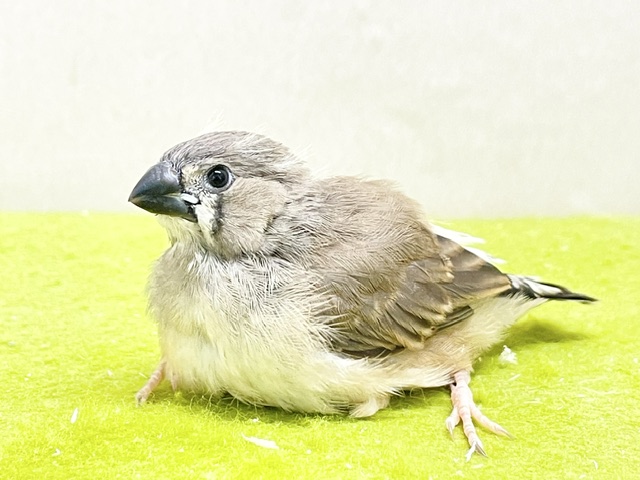 錦花鳥（キンカチョウ）