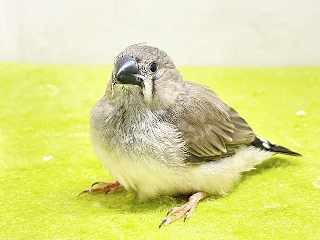 溢れる魅力💕　キンカチョウのヒナちゃん②　2026.8/14撮影