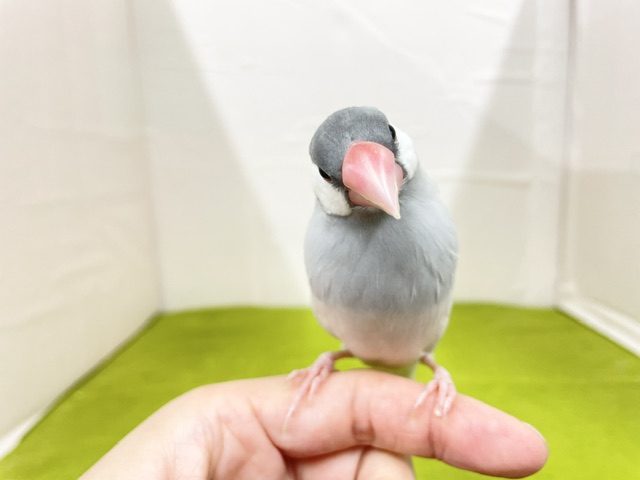 シルバー文鳥