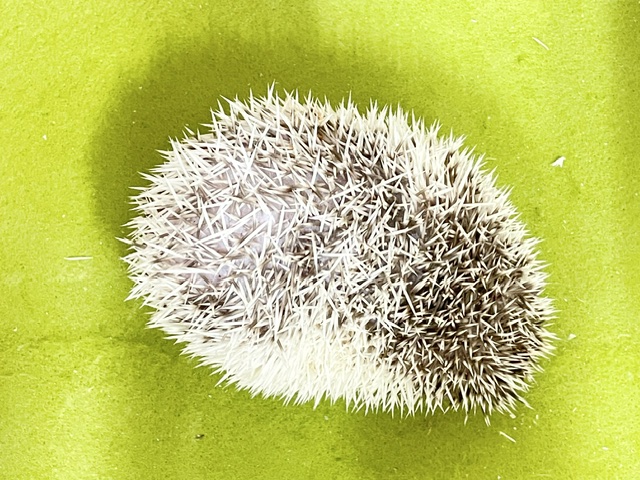 ハリネズミ（ヨツユビハリネズミ）