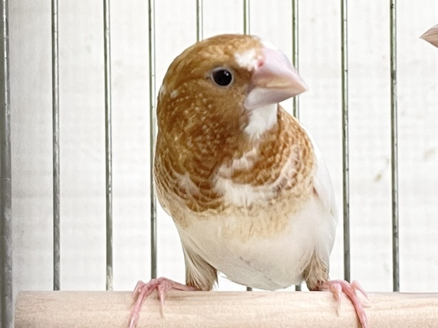 明るめの茶色☆ 十姉妹のペア② 2026.8/19撮影 明るめの茶色☆ 十姉妹のペア② 2026.8/19撮影