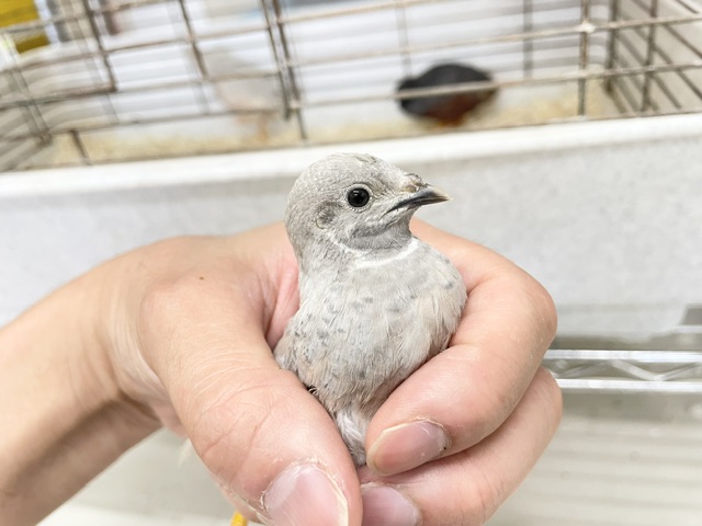 ヒメウズラ