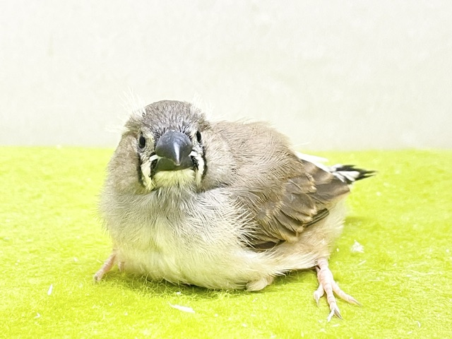 錦花鳥（キンカチョウ）