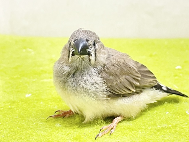 錦花鳥（キンカチョウ）