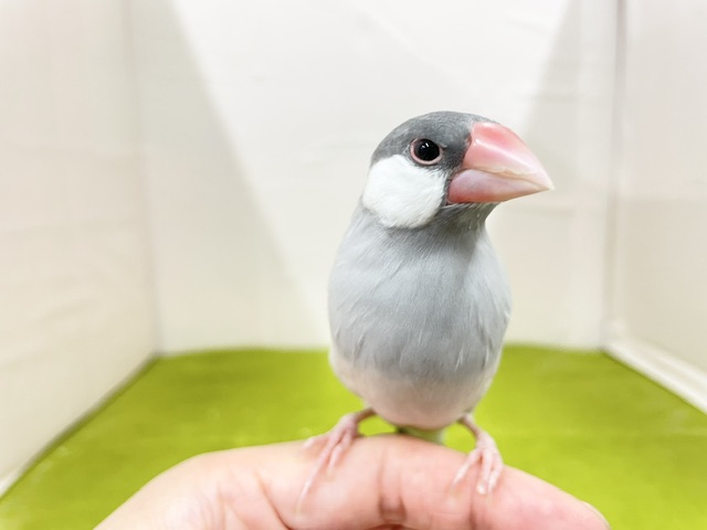 シルバー文鳥