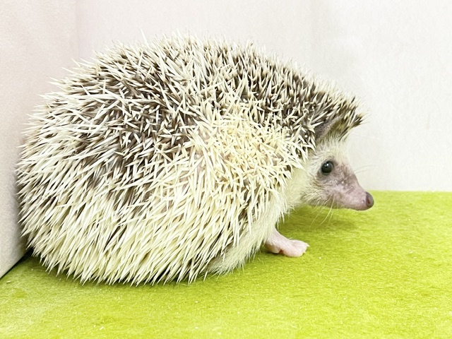 ハリネズミ（ヨツユビハリネズミ）