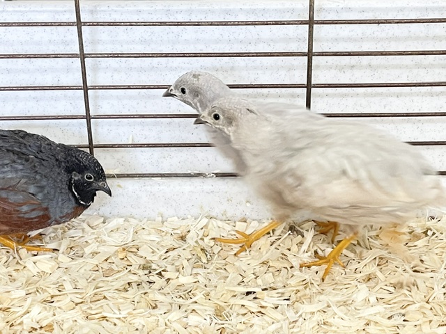 ヒメウズラ