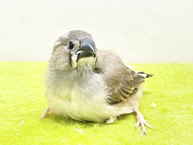 鳴き声も姿も可愛い💗　キンカチョウのヒナちゃん①　2026.8/14撮影