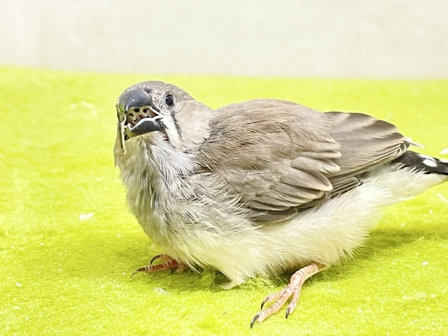 錦花鳥（キンカチョウ）