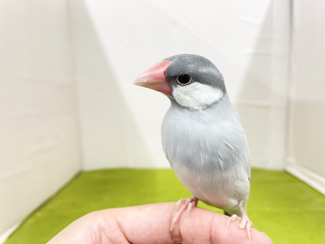 シルバー文鳥