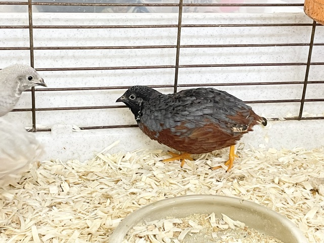 ヒメウズラ