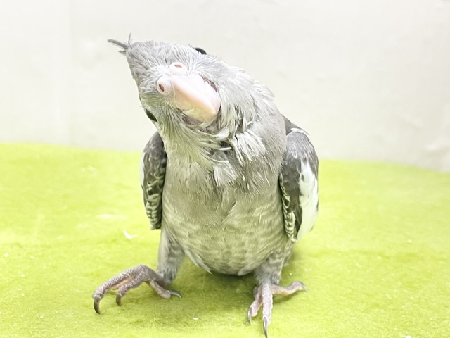 オカメインコ