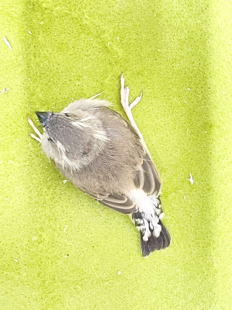 錦花鳥（キンカチョウ）