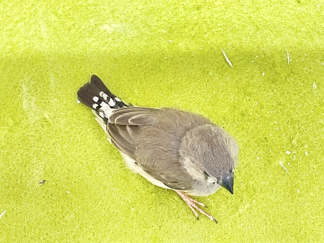 錦花鳥（キンカチョウ）