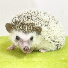 ちょっぴりシャイなトゲトゲちゃん☆　ヨツユビハリネズミ　2026.8/16撮影