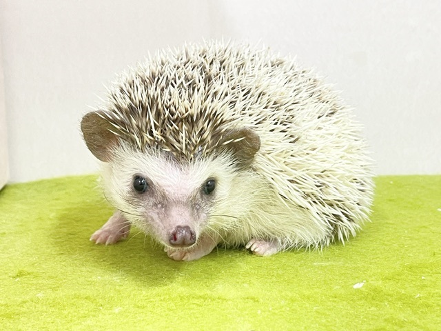 ちょっぴりシャイなトゲトゲちゃん☆　ヨツユビハリネズミ　2026.8/16撮影