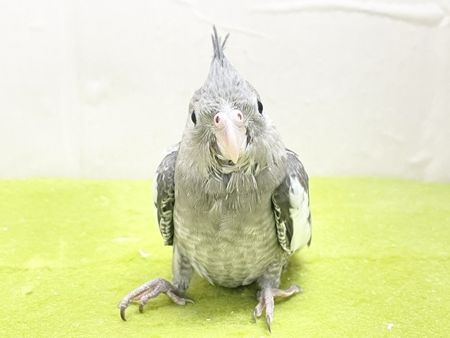 通な方好みのカラーです🎵　オカメインコ“ホワイトフェイス” 2026.8/13撮影