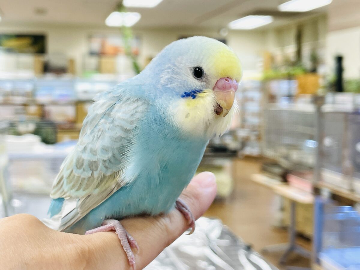 【最新画像】カキカキしてね🩵💛セキセイインコ(パステルレインボー) セキセイインコ