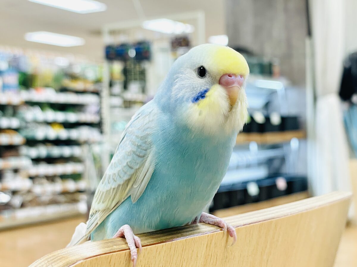 【最新画像】カキカキしてね🩵💛セキセイインコ(パステルレインボー) セキセイインコ