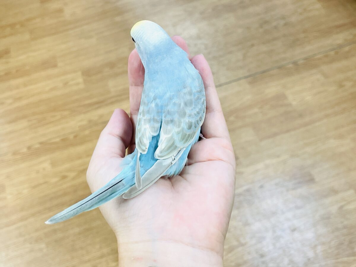 【最新画像】カキカキしてね🩵💛セキセイインコ(パステルレインボー) セキセイインコ