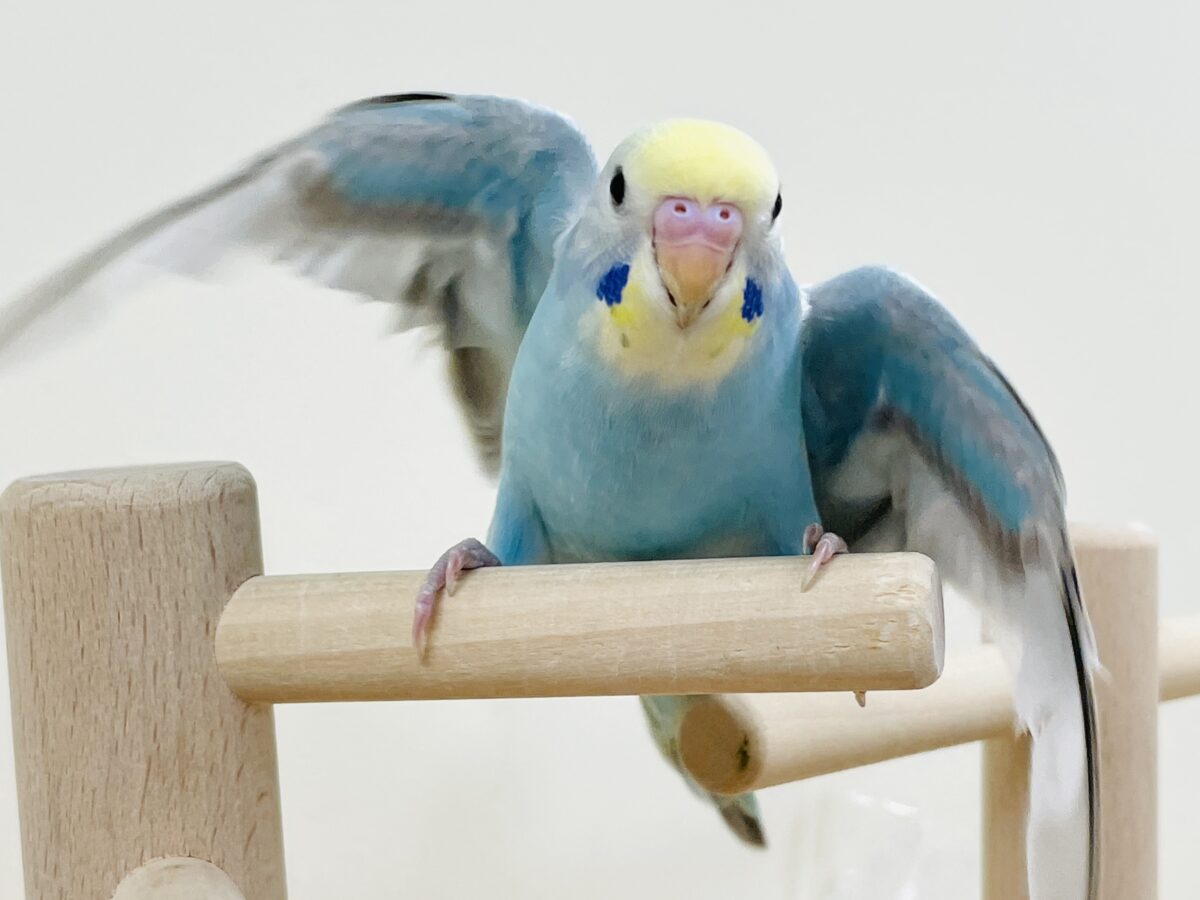 【最新画像】カキカキしてね🩵💛セキセイインコ(パステルレインボー) セキセイインコ