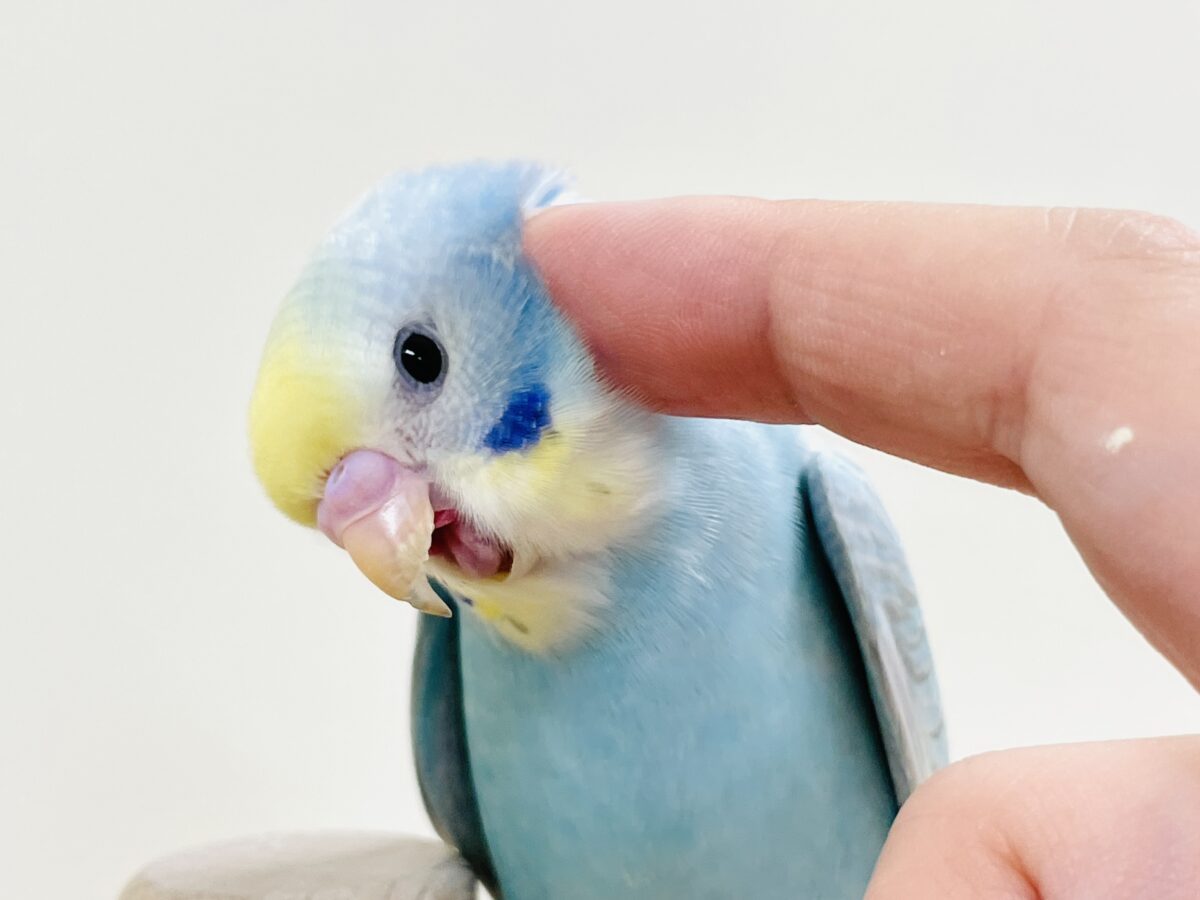 【最新画像】カキカキしてね🩵💛セキセイインコ(パステルレインボー) セキセイインコ