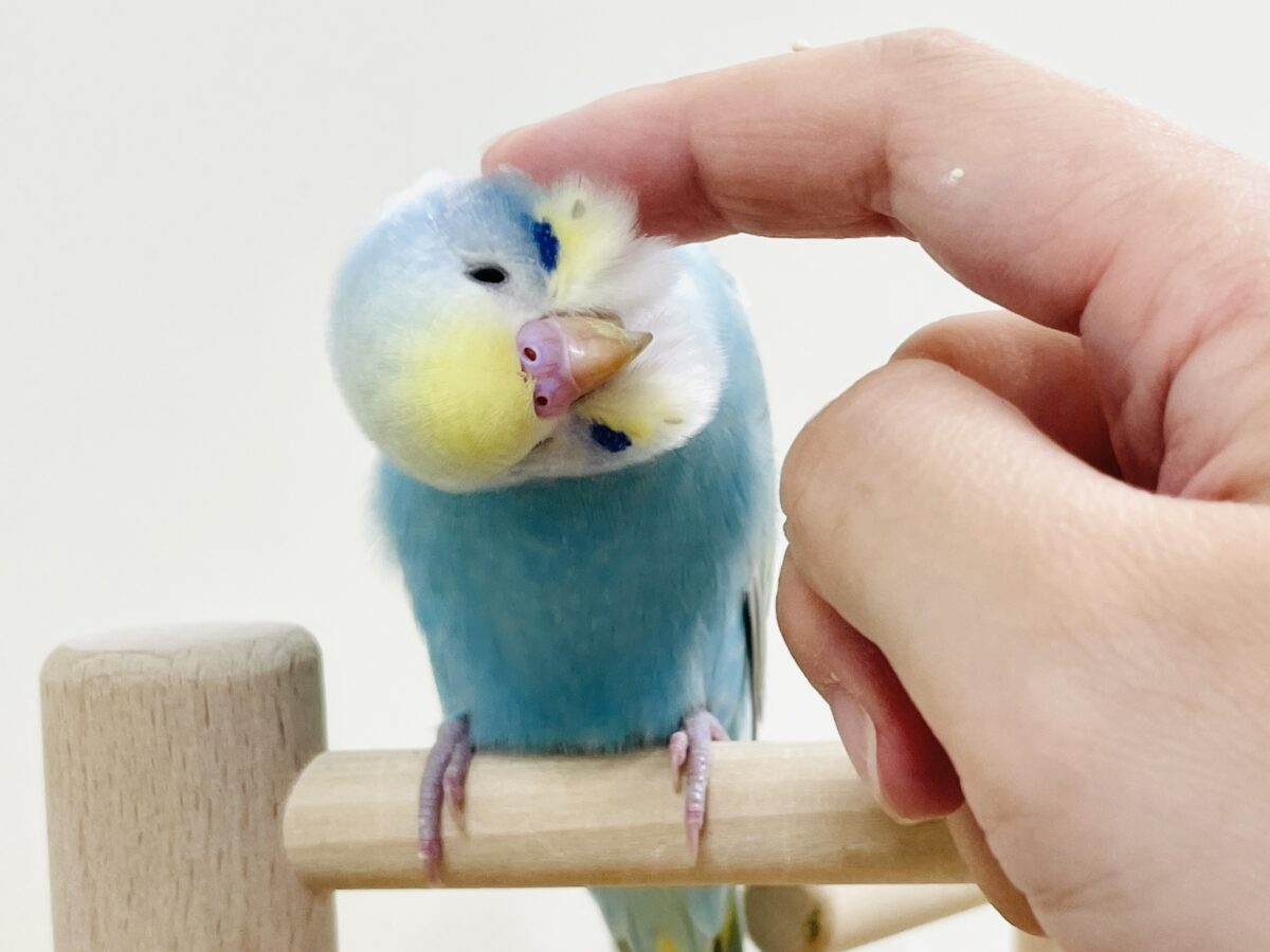【最新画像】カキカキしてね🩵💛セキセイインコ(パステルレインボー) セキセイインコ