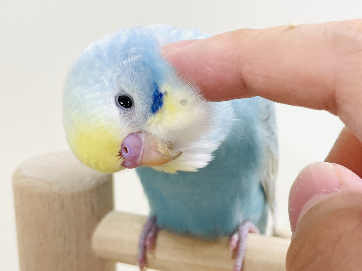 【最新画像】カキカキしてね🩵💛セキセイインコ(パステルレインボー) セキセイインコ