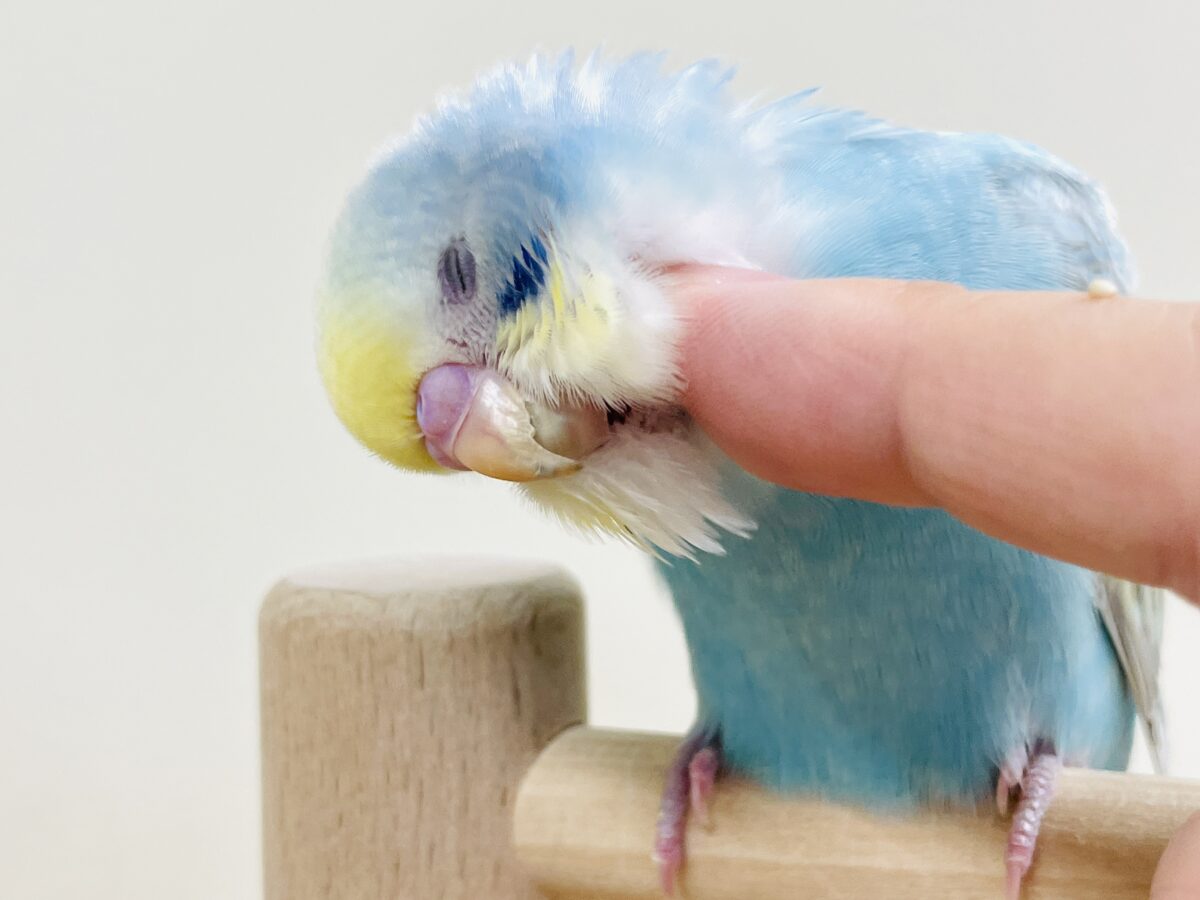 【最新画像】カキカキしてね🩵💛セキセイインコ(パステルレインボー) セキセイインコ
