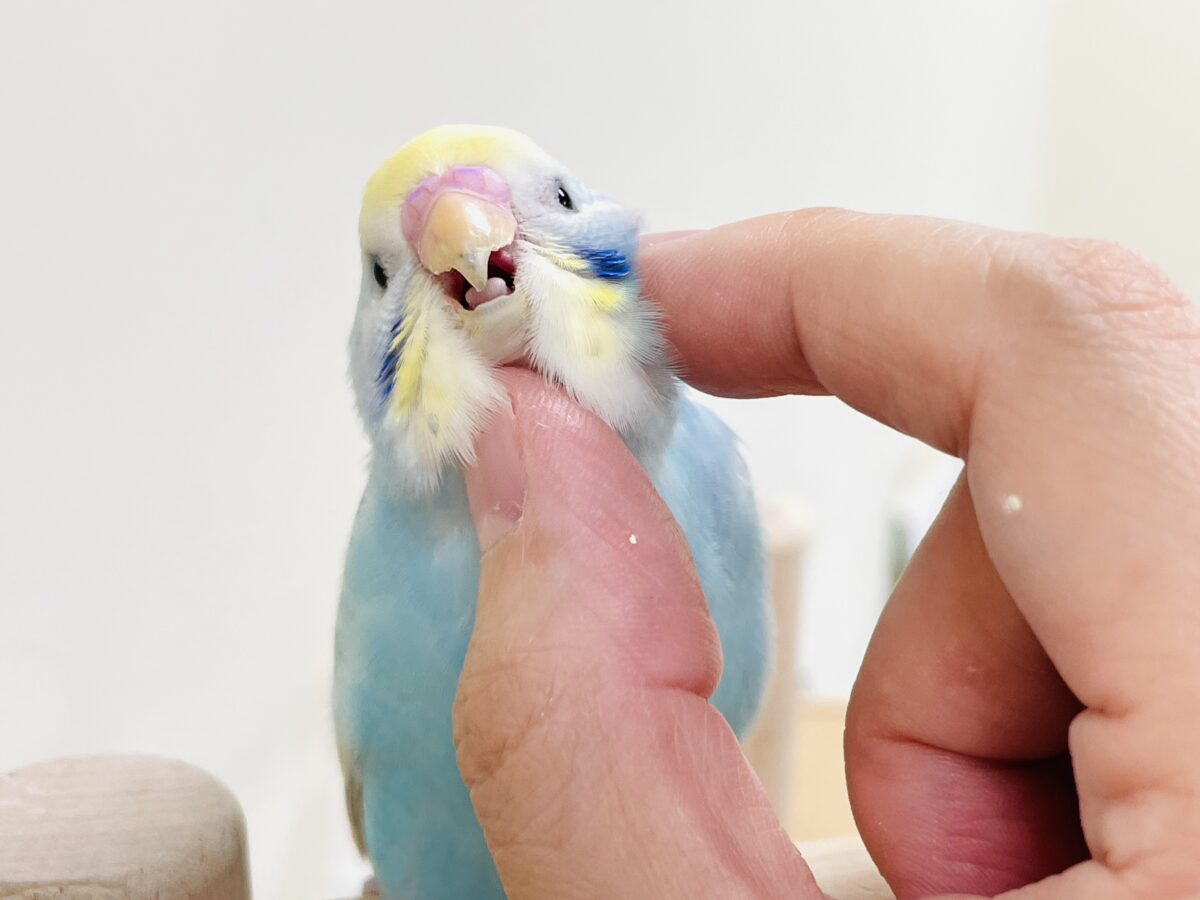 【最新画像】カキカキしてね🩵💛セキセイインコ(パステルレインボー) セキセイインコ