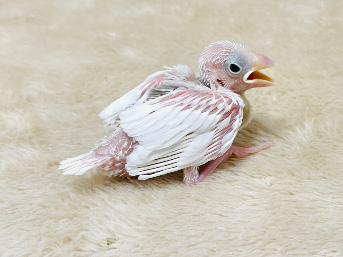 白文鳥